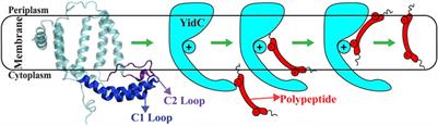 An investigation of the YidC-mediated membrane insertion of Pf3 coat protein using molecular dynamics simulations